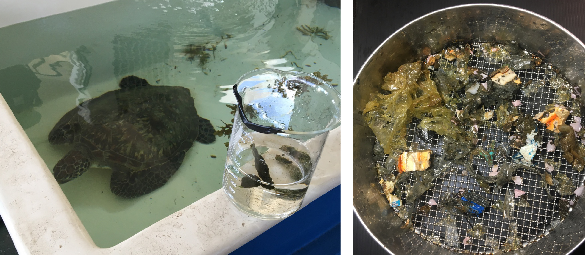 由海龜排出的糞便中收集的海洋廢棄物